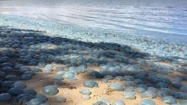 Голубые медузы на пляже залива Десепшен Бэй в Квинсленде, Австралия - Sputnik Казахстан
