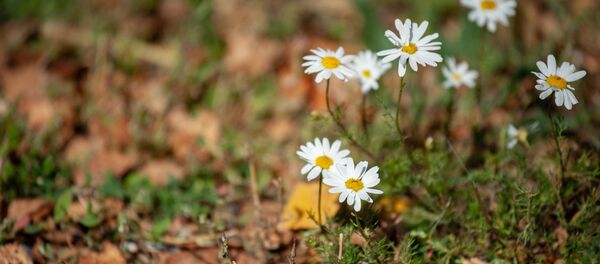 Осень в Алматы Осень в Алматы - Sputnik Казахстан