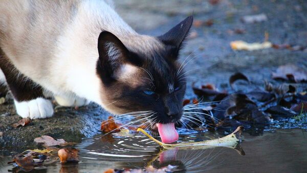 Кошка пьет воду из лужи - Sputnik Казахстан
