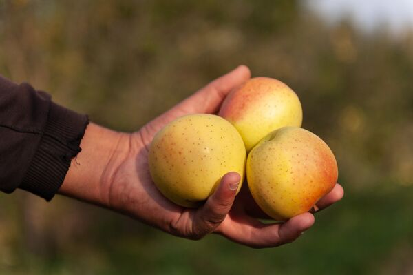 Сбор урожая яблок - Sputnik Казахстан