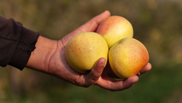 Сбор урожая яблок - Sputnik Казахстан