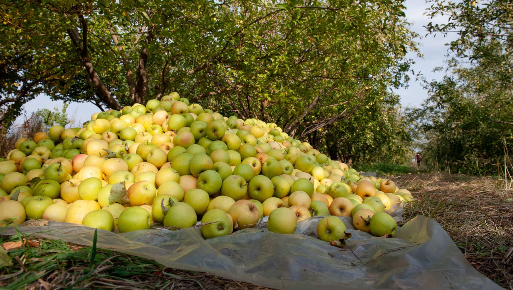 Яблоки из казахстана
