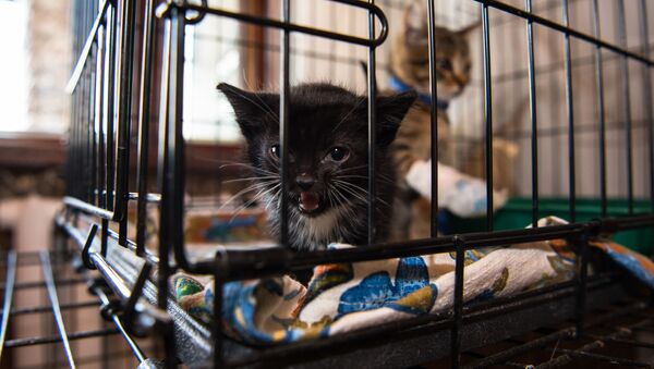 Котенок в приюте для бездомных животных - Sputnik Казахстан