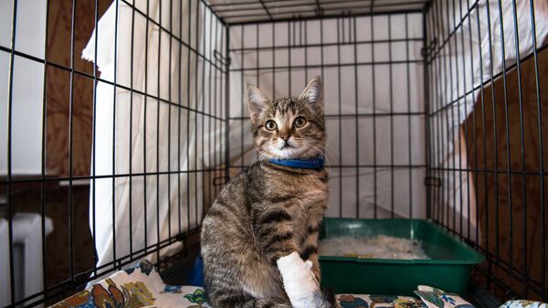 Кот в приюте для бездомных животных - Sputnik Казахстан