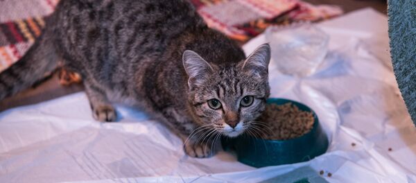 Мысық - Sputnik Қазақстан