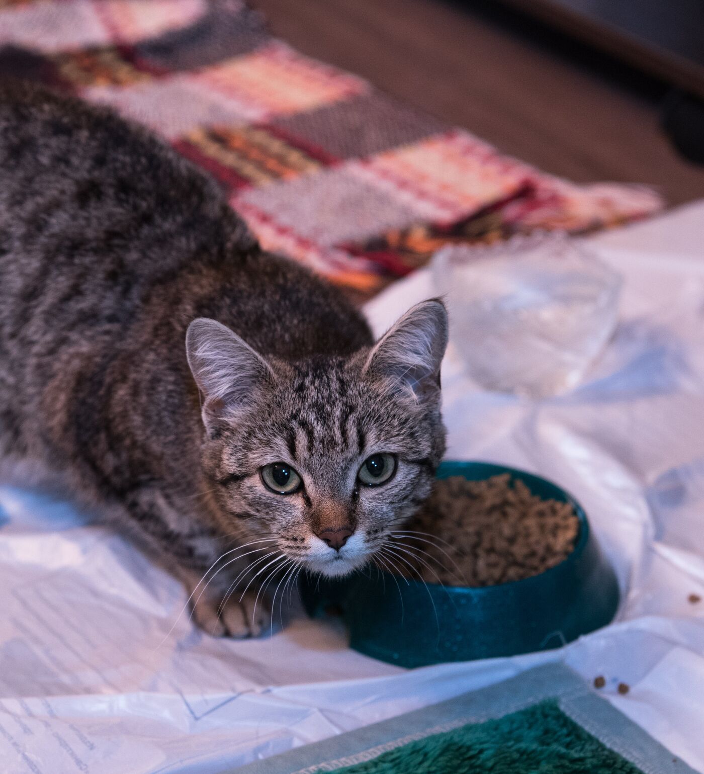 Жалаңаш анорексиялықтардың бейнелері