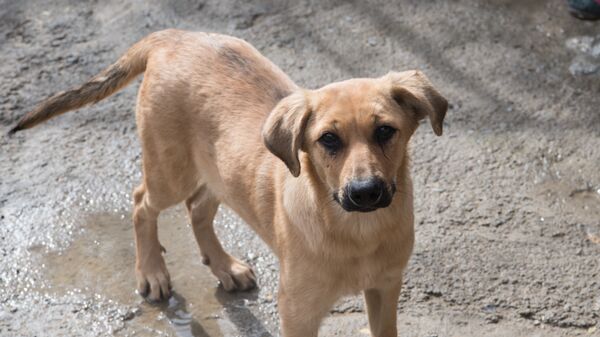 Собака в приюте для бездомных животных, архивное фото - Sputnik Казахстан