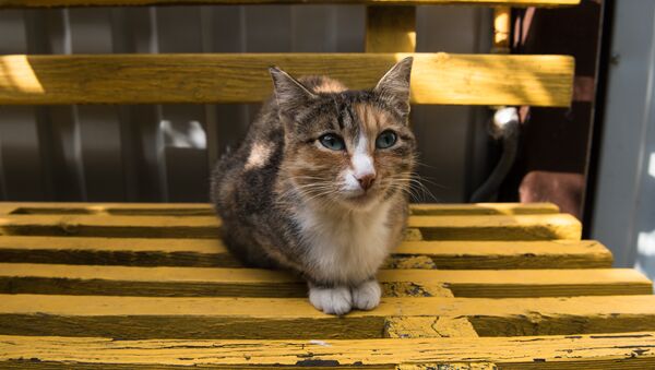 Кошка в приюте для бездомных животных - Sputnik Казахстан