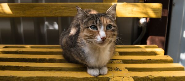 Кошка в приюте для бездомных животных Кошка в приюте для бездомных животных - Sputnik Казахстан