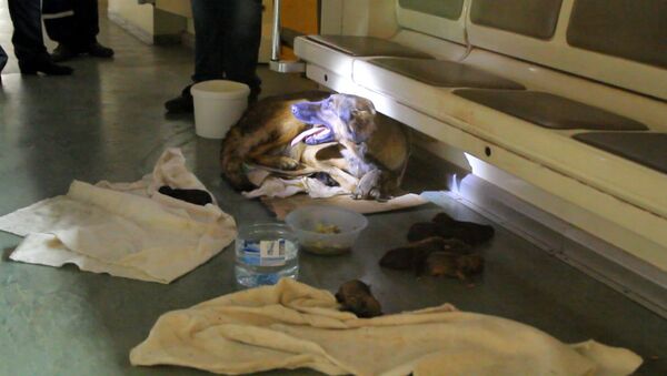 Хвостатые пассажиры: дворняжка родила девять щенков в вагоне метро - Sputnik Казахстан