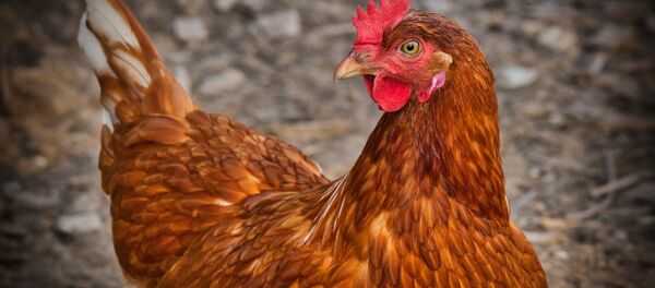 Курица, иллюстративное фото - Sputnik Казахстан