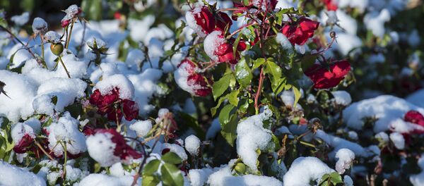 Снег в Астане Снег в Астане - Sputnik Казахстан