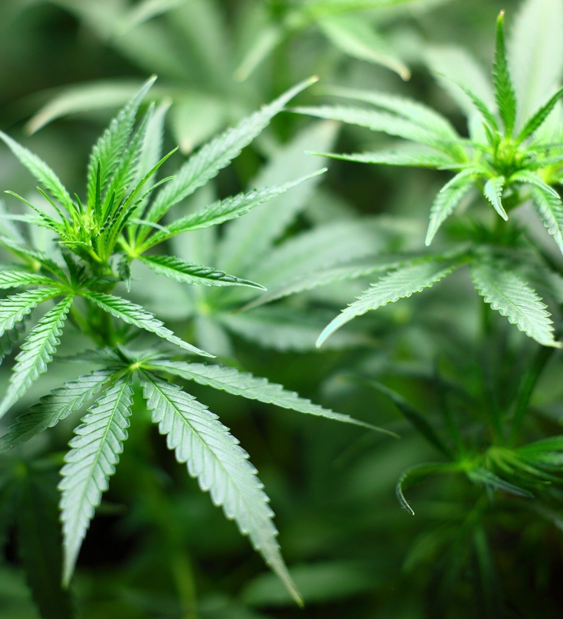 Выращивания марихуаны видео какие страны в тор браузере гидра