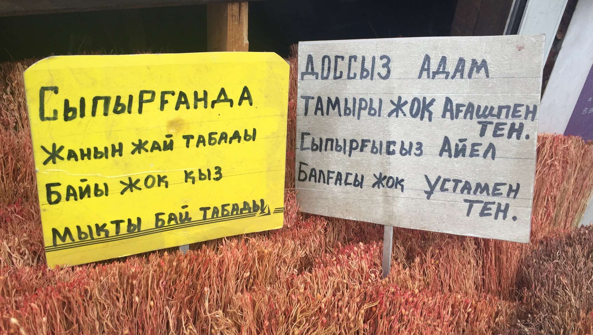 Ставропольдегі әткеншекпен танысу