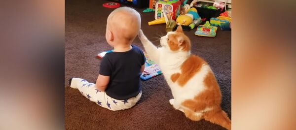 Бала баққан мысықтар - Sputnik Қазақстан