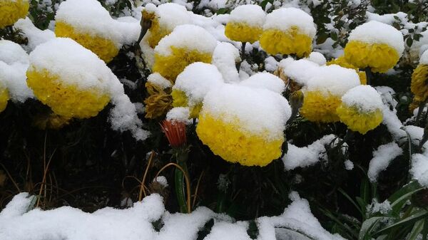 Цветы в снегу - Sputnik Казахстан