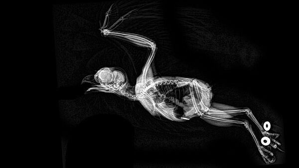 Рентгеновский снимок совы в Орегонском зоопарке - Sputnik Казахстан