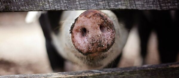 Свиной пятачок за забором - Sputnik Казахстан