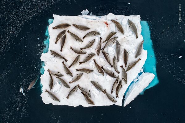 Снимок Bed of seals испанского фотографа Cristobal Serrano, победивший в категории Animals in their environment фотоконкурса 2018 Wildlife Photographer of the Year - Sputnik Казахстан