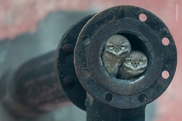 Снимок Pipe owls индийского фотографа Arshdeep Singh, победивший в категории 10 Years and Under фотоконкурса 2018 Wildlife Photographer of the Year - Sputnik Казахстан