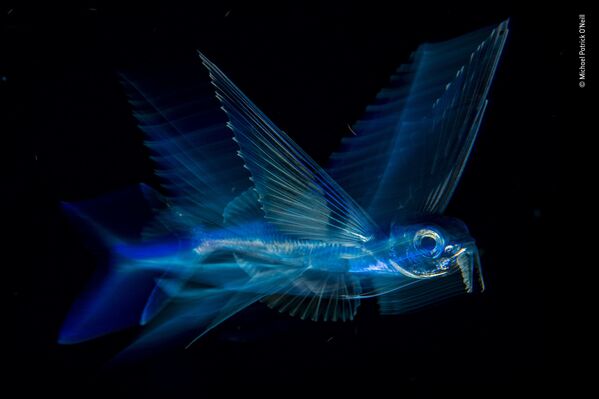 Снимок Night flight американского фотографа Michael Patrick O’Neill, победивший в категории Under Water фотоконкурса 2018 Wildlife Photographer of the Year - Sputnik Казахстан