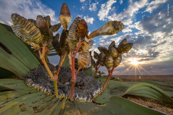 Снимок Desert relic немецко-американского фотографа Jen Guyton, победивший в категории Plants and Fungi фотоконкурса 2018 Wildlife Photographer of the Year - Sputnik Казахстан