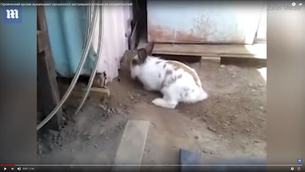 Кролик спасает котенка из заточения - видео - Sputnik Казахстан
