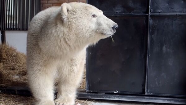 Спасение белого медведя - Sputnik Казахстан