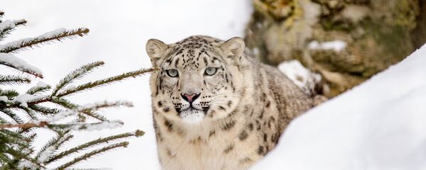 Ирбис, снежный барс - Sputnik Казахстан