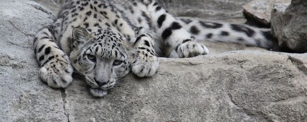 Ирбис, снежный барс Ирбис, снежный барс - Sputnik Казахстан