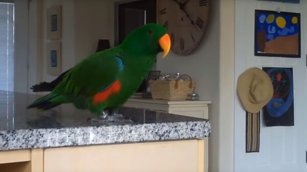 Как поют попугаи - видео - Sputnik Казахстан