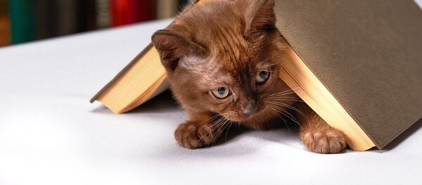 Котенок - Sputnik Казахстан