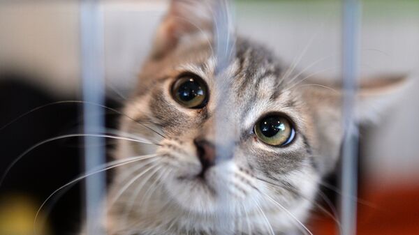 Кошка из приюта, архивное фото - Sputnik Казахстан