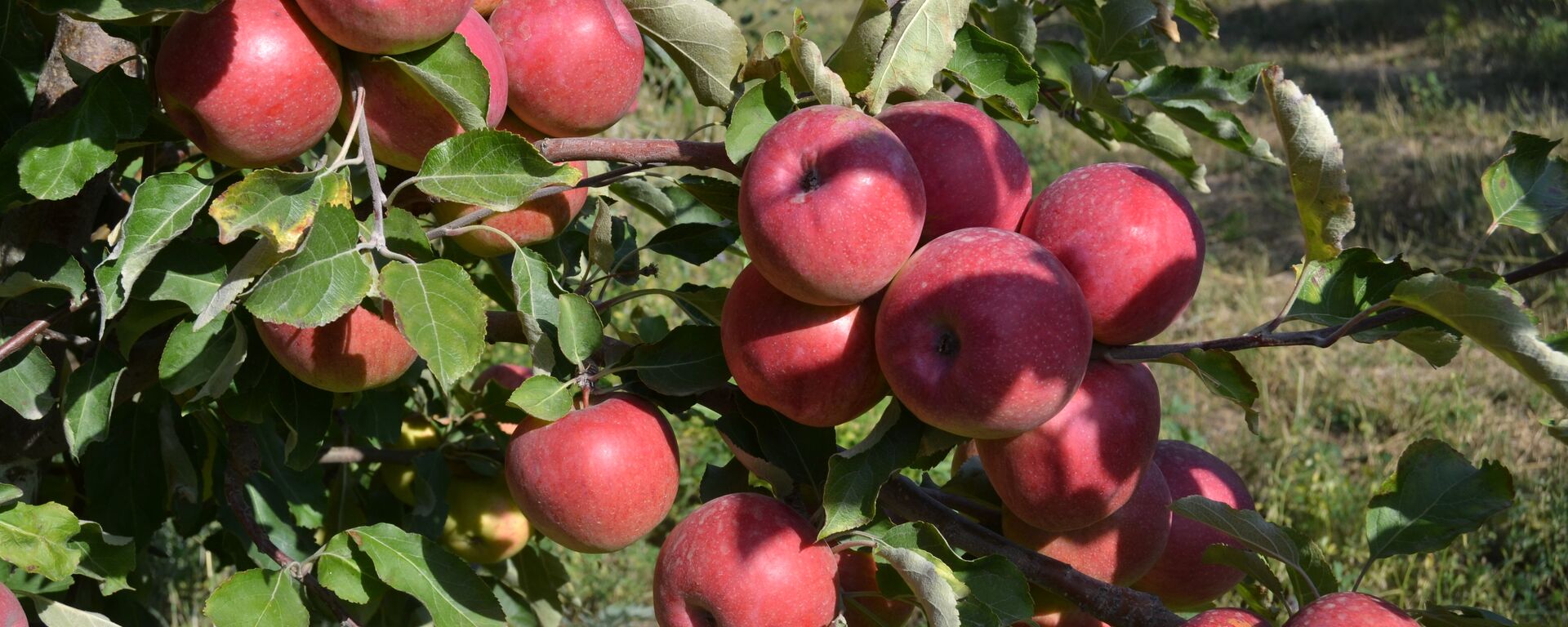 Яблоневый сад - Sputnik Қазақстан, 1920, 16.04.2026