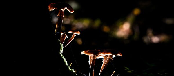 Сбор грибов Сбор грибов - Sputnik Казахстан