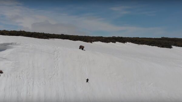 Медвежонок сорвался в снежную пропасть - Sputnik Казахстан