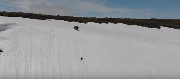 Медвежонок сорвался в снежную пропасть - Sputnik Казахстан