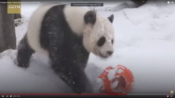 Панда радуется снегу - видео - Sputnik Казахстан