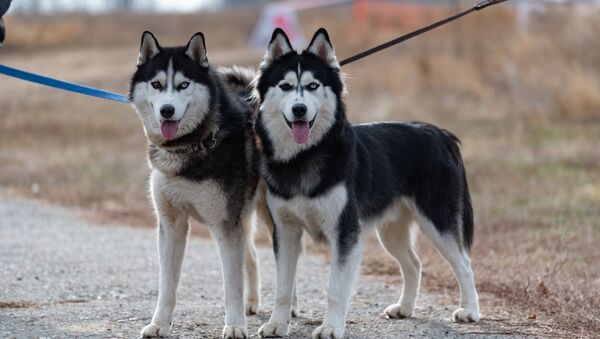 Собаки-скороходы: соревнования по бесснежному ездовому спорту прошли близ Алматы - Sputnik Казахстан