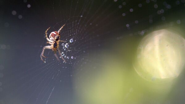 Паук в паутине, иллюстративное фото - Sputnik Казахстан