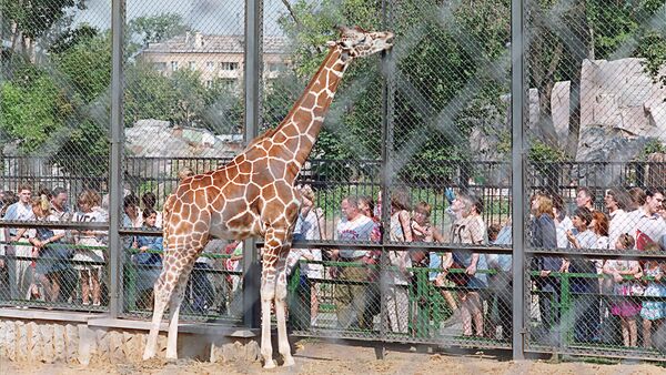 Жираф в зоопарке - Sputnik Казахстан