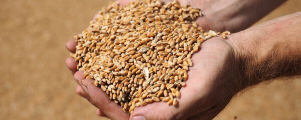 Урожай зерна Урожай зерна - Sputnik Казахстан