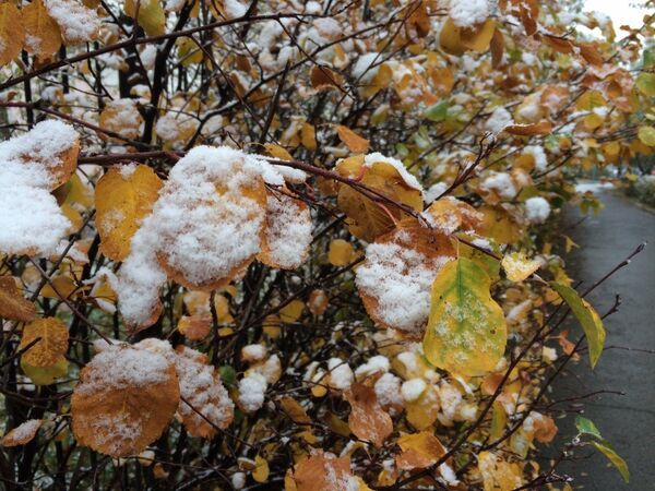 Снег на листьях - Sputnik Казахстан
