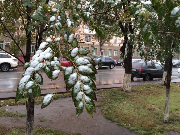 Деревья в снегу в октябре в Астане - Sputnik Казахстан