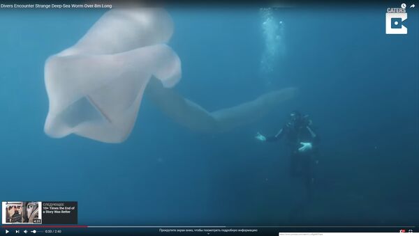 Морское существо - видео - Sputnik Казахстан