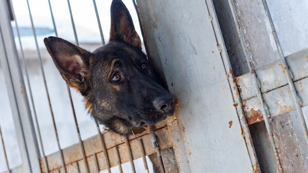 Служебная собака в кинологическом центре, архивное фото - Sputnik Казахстан