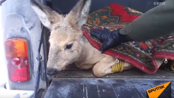 Сотрудники заповедника выпустили в лес спасшуюся от собак косулю - Sputnik Казахстан