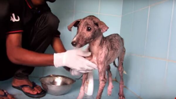Собака изменилась до неузнаваемости после лечения в ветклинике - Sputnik Казахстан