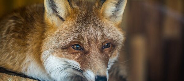 Лиса Лиса - Sputnik Казахстан