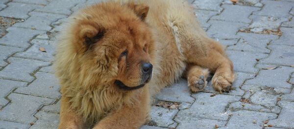 Собака пароды чау-чау, иллюстративная фото - Sputnik Казахстан